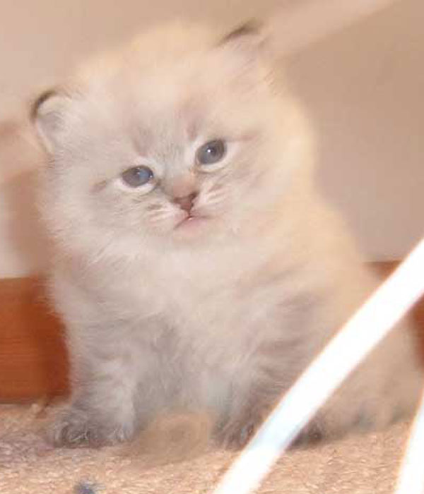 seal point Siberian kitten