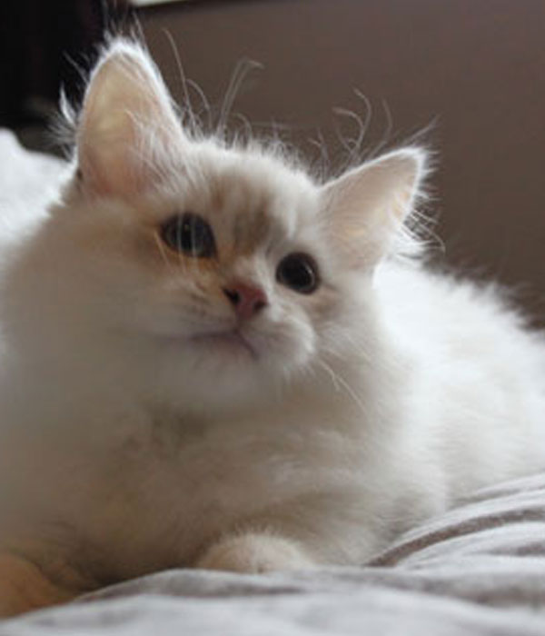 golden point Siberian kitten