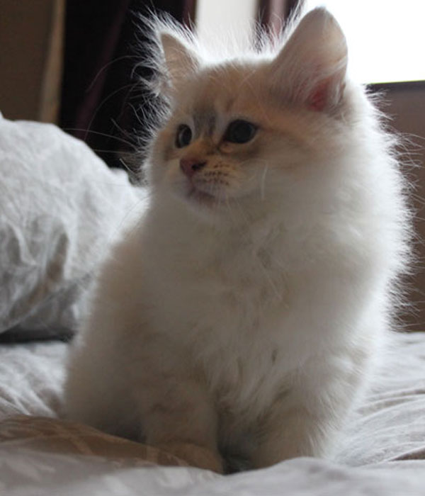 blue golden point with white Siberian kitten