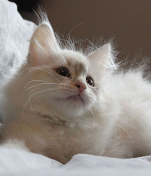 blue golden point Siberian kitten