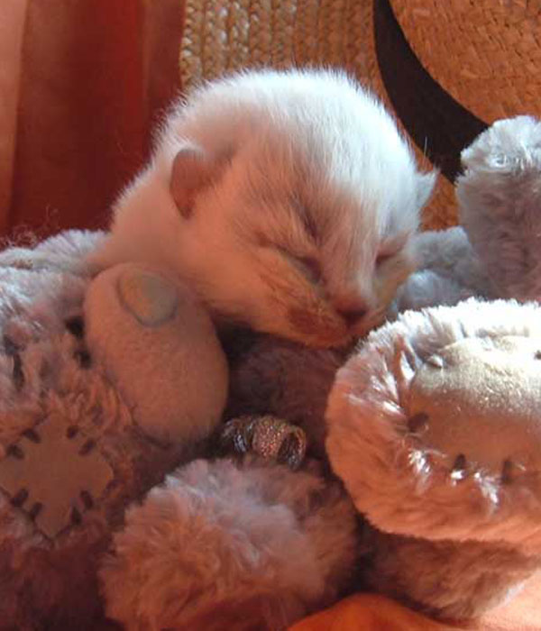 a colourpoint kitten aged one week