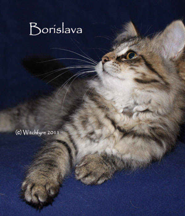 blue golden point Siberian kitten