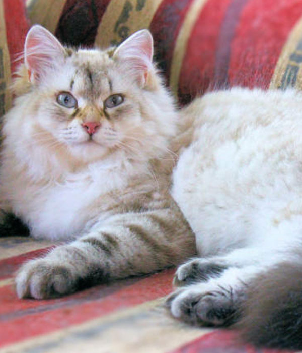 golden point Siberian kitten